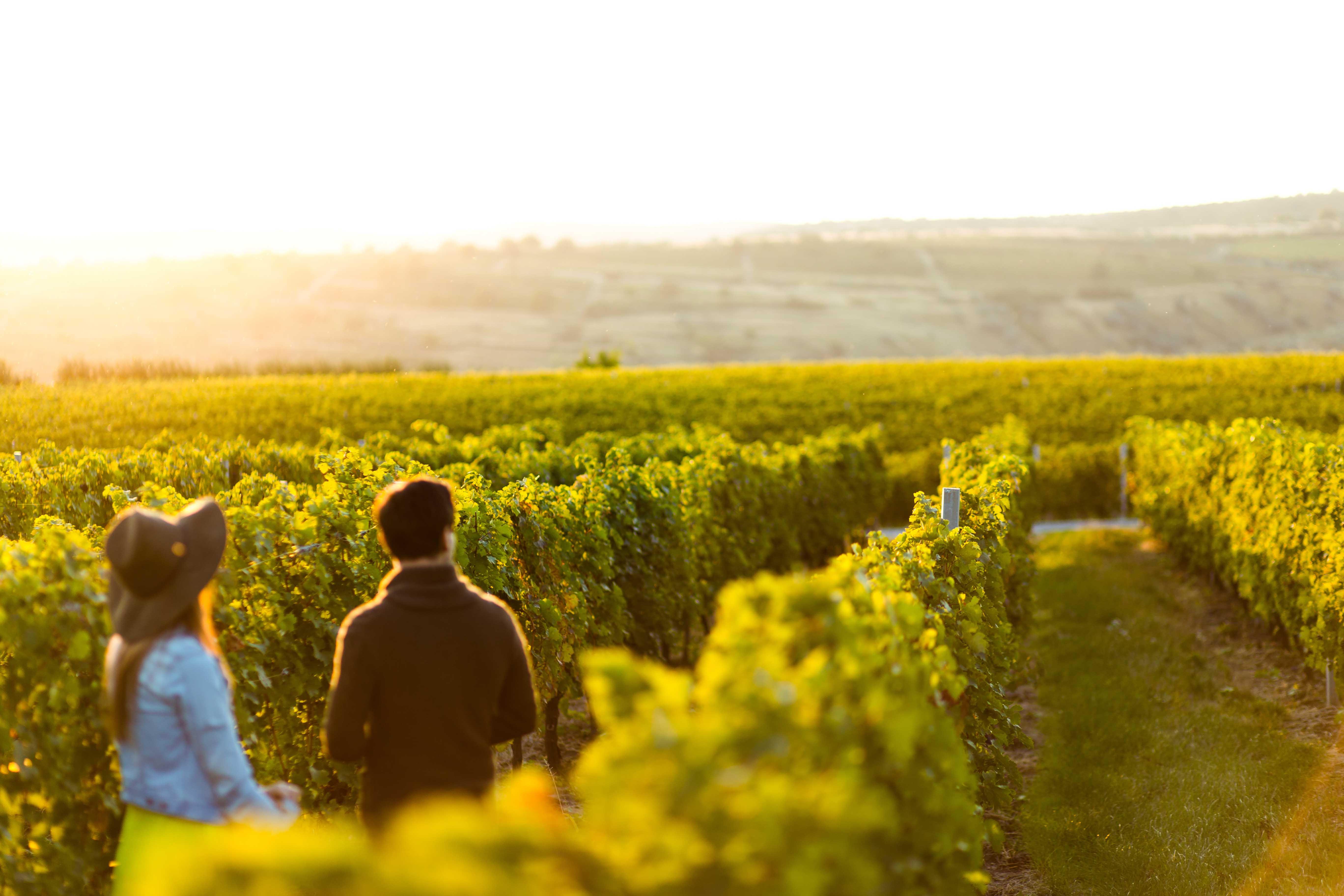Porto Carras Meliton Hotel Neos Marmaras Exterior foto Vineyards in the Columbia Valley